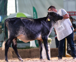 Expo Girolando 2026 reúne produtores de leite e cerca de 250 animais em Barra Mansa