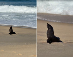 VÍDEO: Lobo-marinho faz parada para descansar em praia de Maricá 