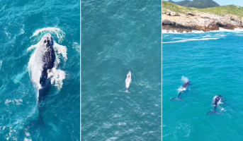 Baleias aparecem antes da temporada e já são avistadas em Arraial do Cabo