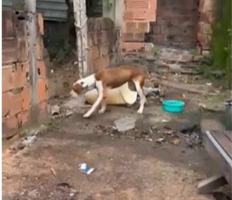 Homem é preso por maus-tratos a cachorro em Volta Redonda