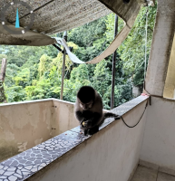 ICMBio resgata macaco-prego acorrentado em casa em Santa Teresa