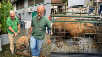 Capivara espancada por grupo na Ilha do Governador volta à natureza após dois meses de tratamento