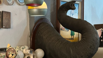 Tromba de elefante asiático é apreendida em antiquário no Centro do Rio
