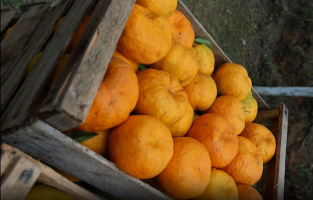 Festa da Ponkan movimenta Teresópolis com atrações rurais e gastronomia