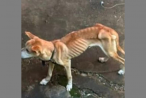 Cães encontrados em estado crítico, com sinais de extrema magreza, são resgatados em Petrópolis; responsável é detida
