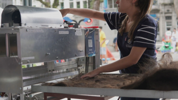 Fios de cabelo que sobraram de perucas para pacientes com câncer viram barreira contra óleo na Baía de Guanabara