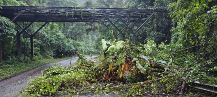 Queda de árvore interdita parcialmente trecho da RJ-163 em Visconde de Mauá