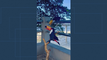 VÍDEO: tucano de madeira 'encanta' ave de verdade em Niterói