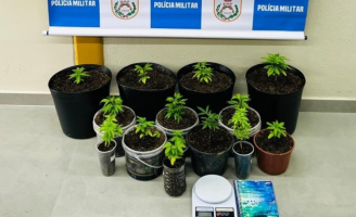 Homem é preso por cultivar 14 pés de maconha em Paraty 