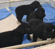 PM ganha reforço de 20 filhotes que serão treinados no Batalhão de Ações com Cães