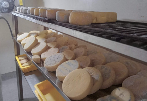 Região Serrana lança rota turística dedicada a queijos artesanais