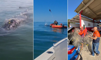 Baleia fica presa em rede de pesca e mobiliza salvamento em Rio das Ostras; VÍDEO