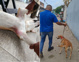 Vídeo mostra homem pisando na cabeça de cachorro, e animal é resgatado em Cabo Frio