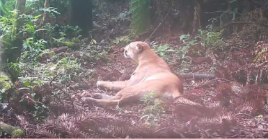Onça-parda é registrada pela primeira vez marcando território em Nova Friburgo; VÍDEO