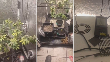 Briga de casal termina com apreensão de estufa de maconha em São Pedro da Aldeia