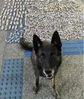 Cães farejadores auxiliam em  operação de combate ao tráfico de drogas em Teresópolis