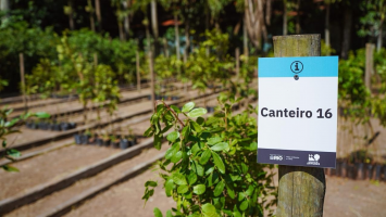 Saiba o que é a Fábrica de Árvores do Rio, que acaba de ser ampliada pela prefeitura