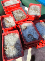 Dupla é presa com 250 kg de pescados e camarões em Paraty