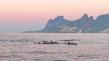 VÍDEO: golfinhos dão show no litoral do Rio