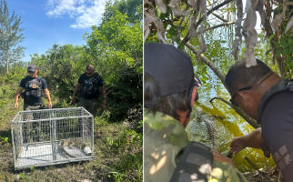 Jacaré-do-papo-amarelo e coruja-orelhuda são resgatados em área urbana de São Pedro da Aldeia