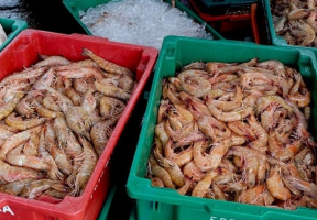 Pesca do camarão é retomada após três meses de defeso em Angra dos Reis