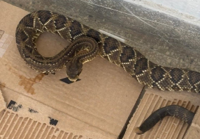 Resgate de cobra mobiliza Corpo de Bombeiros em Valença