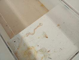 Após vídeo com inseto, Vigilância Sanitária notifica supermercado de Cabo Frio por sujeira e abertura no teto