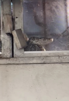 Jiboia de quase dois metros é encontrada dentro de loja em Itaperuna