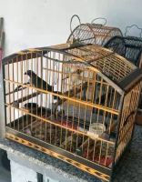 18 pássaros silvestres são apreendidos em Volta Redonda