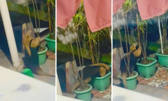 VÍDEO: Tamanduá surpreende família ao invadir quintal de casa em Bangu durante a madrugada
