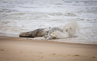 Baleia-jubarte morta é encontrada na areia da praia de Maricá 