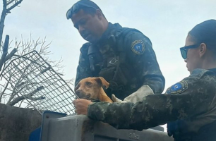 Cão abandonado em matagal por mais de 15 dias é resgatado em Cabo Frio 