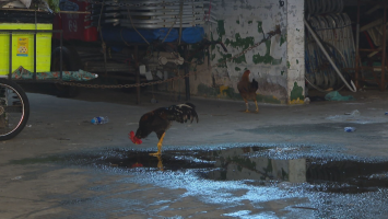 Depósito clandestino onde ambulantes guardam materiais na orla do Rio tem até criação de galinhas; FOTOS