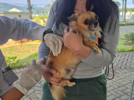 Quatis e Pinheiral recebem campanha gratuita de vacinação para cães e gatos no domingo (12)
