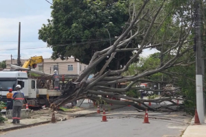 Árvore cai em frente à escola municipal e atinge rede elétrica em Guarus, em Campos
