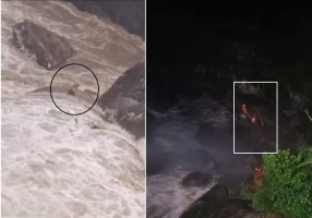 Bombeiros resgatam cachorro cego e surdo ilhado no meio de uma cachoeira no Itamaraty, em Petrópolis; vídeo 