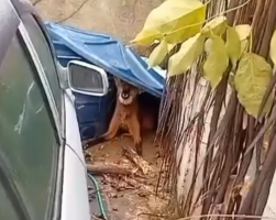 Lobo-guará é flagrado passeando pela rua e acaba no quintal de uma casa, em Petrópolis, no RJ