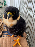 Falcão-cauré é resgatado com ferimento em Valença