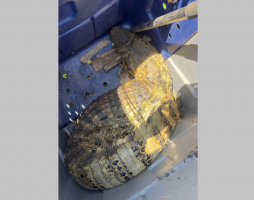 Jacaré de dois metros é resgatado de caixa de gordura em fazenda de Cabo Frio