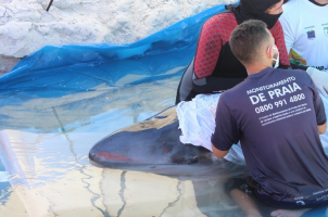 Cachalote-pigmeu salva na Praia do Forte em Cabo Frio morre dois dias após o resgate